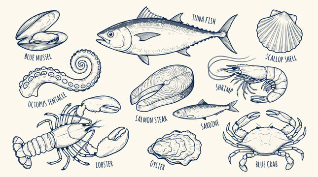 Collection of delicious and fresh seafood illustrations featuring fish crustaceans and shellfish