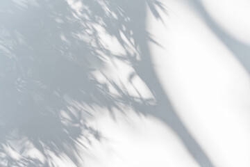 Obraz premium Shadow of a tree on white wall background with copy space