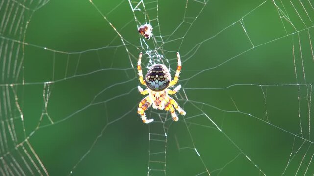 Orb weaver spider on intricate web in a green garden