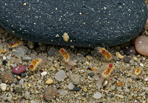 Small crawling creatures on sand