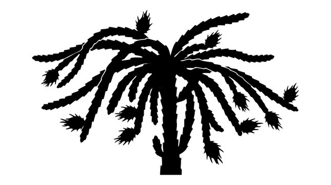Dragon Fruit Cactus Silhouette with Flower Buds Isolated on White