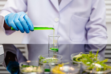 Fototapeta premium Scientist in blue gloves pours bright green liquid into a beaker in a lab, with plant samples on the table, showing research, testing, and natural science work.