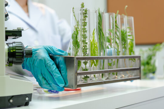Scientist in a lab holding test tubes with green plant samples beside a microscope, showing botanical research, tissue culture, and biotechnology work in a clean modern laboratory.