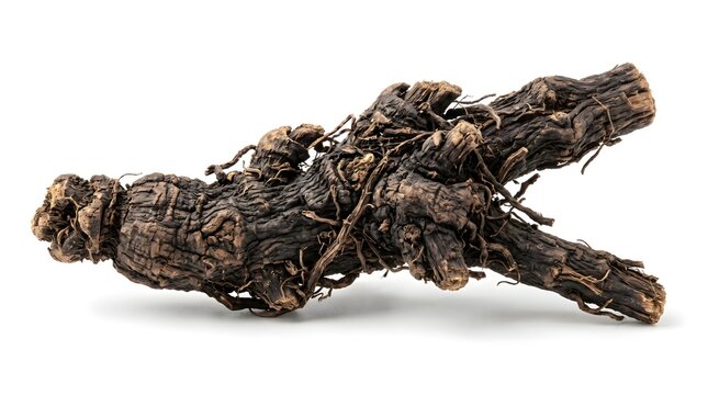 Dried Osha Root (Ligusticum porteri) Isolated on White Background for Herbal Medicine