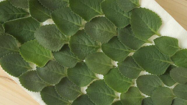 Green mint leaves rotating slowly