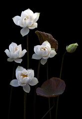 Fototapeta premium Mesmerized by the beauty of the white lotus flower.