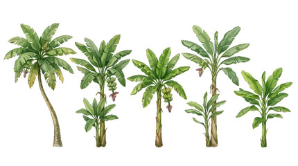 Obraz premium Illustration of five banana trees at different growth stages including young and mature plants with lush green leaves and banana