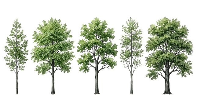 Variety of deciduous trees showing different growth stages and leaf structures in a minimalist illustration