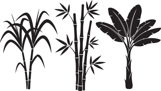 tropical plants sugarcane bamboo and banana leaves clean silhouette vector illustrations