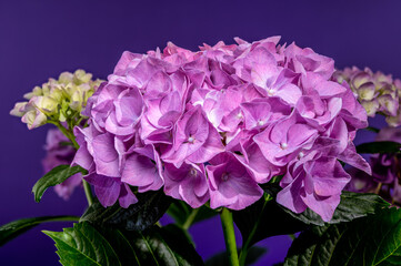 Obraz premium Beautiful purple hydrangea flowers blooming against solid violet background