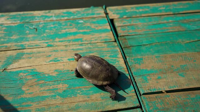Small turtle walking across green wooden pier towards water outdoors during sunny day.