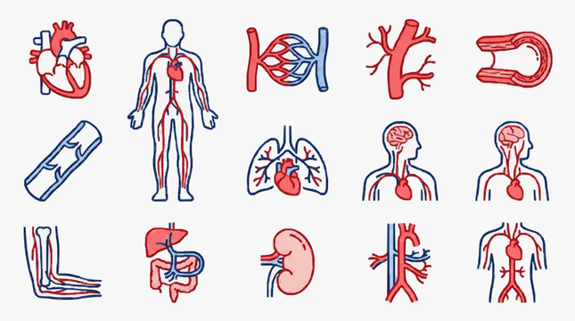 Human circulatory system and organs medical illustration icons.