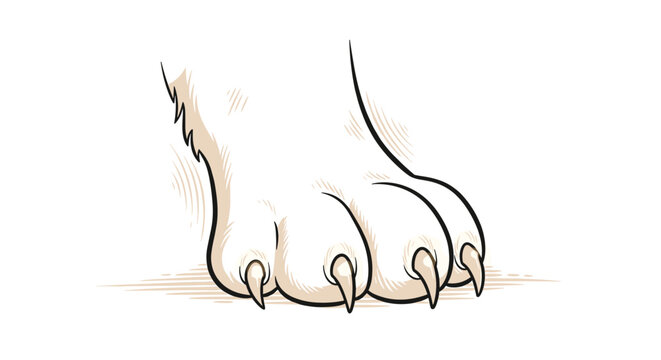 White furry animal paw with visible sharp brown claws standing on a flat surface for a detailed pet anatomy study.