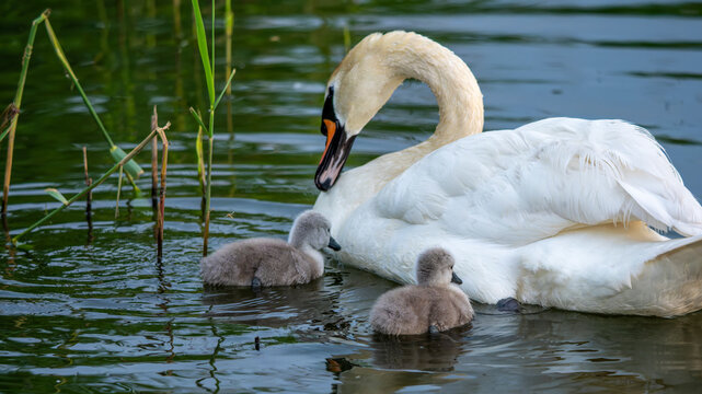Schwan mit K&uuml;ken