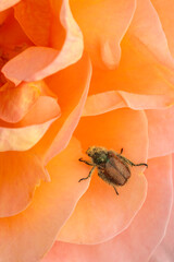ein kleiner Käfer auf einer Blüte © jsr548