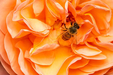 Biene auf einer Blüte © jsr548