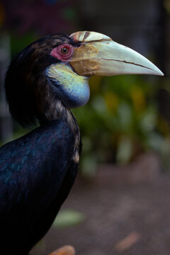    Female  Rhinoceros Hornbill Portrait in Tropical Forest in bahasa Julang Emas