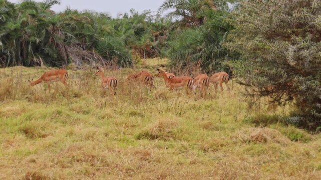 Group of impalas grazing on golden dry grass savanna with doum palm trees and acacia shrubs in background
