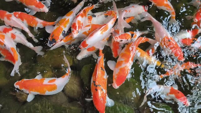 Colorful koi fish swim in a group in the clear pond water with light reflections.