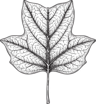 Tulip and poplar leaf illustration