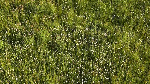 Aerial View of Sunny Wildflower Meadow in Piedmont Italy