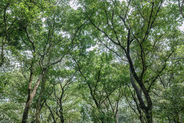 Fototapeta premium Dark green canopy forms dramatic forest ceiling. Interlaced branches create moody woodland texture. Shaded treetops deliver immersive nature background