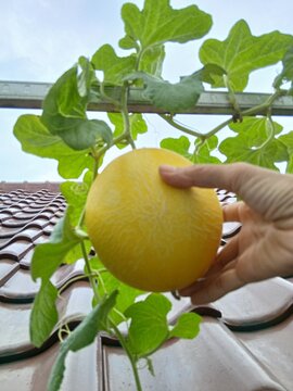 Ripe Melon Waiting for Harvest in the Garden