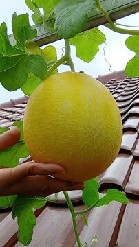 Ripe Melon Waiting for Harvest in the Garden