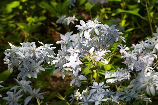 紫陽花（グリッター）