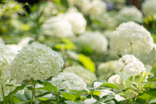 紫陽花（アナベル）
