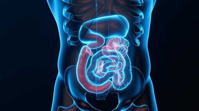 Detailed Visualization of Human Internal Organs: A Glowing Anatomy Representation Showing the Kidney and Intestinal Structure in Cross-Section with Neon Highlights