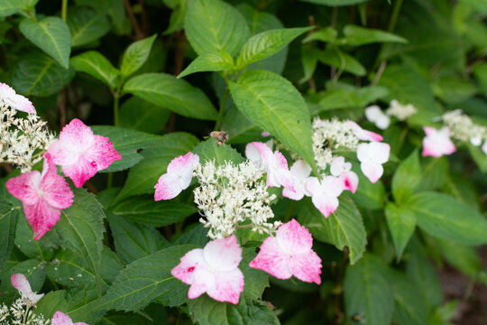 紫陽花（ベニガク）と蜜蜂