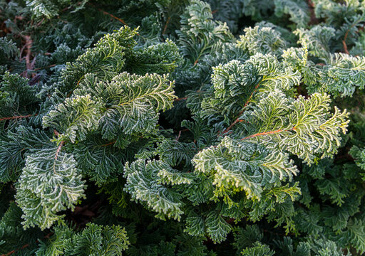 Canada, BC, Delta.  Frost touches the edges of cedar boughs.