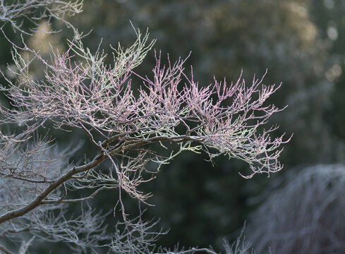 Canada, BC, Delta.  Frost on the branches of a styrax japonicus tree in winter.