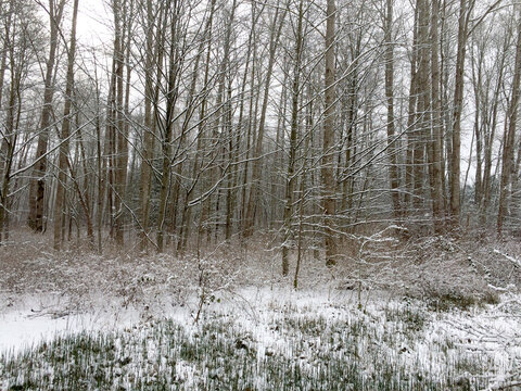 Canada, BC, Ladner.  Snowy day in Deas Island Regional Park on the Fraser River.