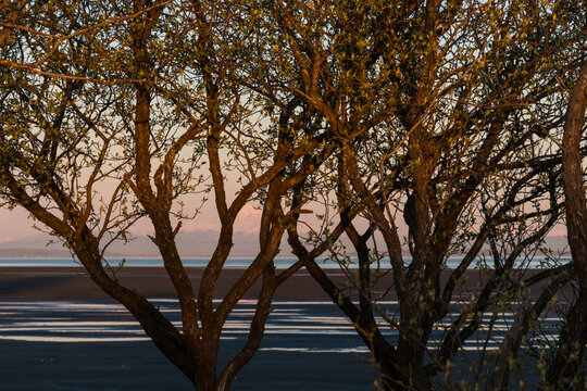 Canada, BC, Delta.  Boundary Bay.  Trees in front of the view of the beach.  