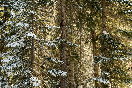 Canada, BC, Manning Park.  Light shining through snow covered coastal rain forest in winter.