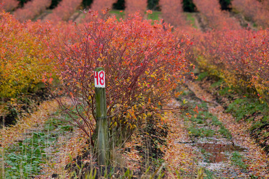 Canada, BC, Delta.  Brilliantly coloured commercial blueberry fields in the autumn.