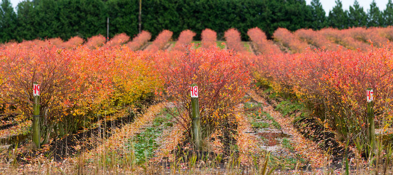 Canada, BC, Delta.  Brilliantly coloured commercial blueberry fields in the autumn.