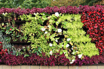Lush greenery cascades over a vibrant living wall © gelog67