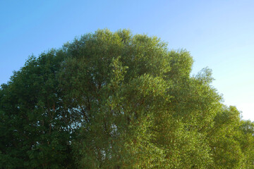 Fototapeta premium Lush green canopy fills the frame