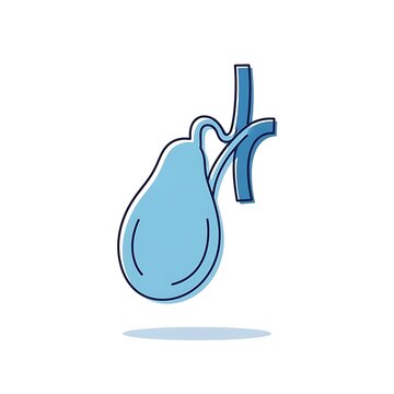 Illustration of Human Gallbladder Organ Anatomy.