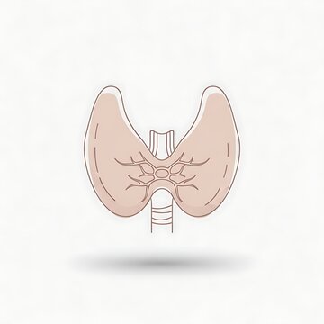 Illustration of the human thyroid gland on a plain white background.