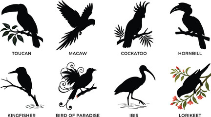 Tropical Bird Silhouette Bundle Featuring Toucan Macaw Cockatoo Hornbill Kingfisher Bird of Paradise Ibis and Lorikeet © SHOJEB