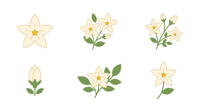 White jasmine flower and bud collection.