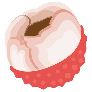 vector illustration of a lychee litchi lichee litchee lichi and leechee