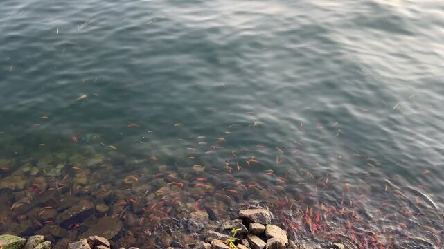 Invasive Red Devil fish (Amphilophus labiatus) caught from Lake Toba, an aggressive alien predator threatening the freshwater biodiversity in North Sumatra, Indonesia