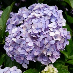 Fototapeta premium SUMMER FLOWER IN JAPAN 🇯🇵