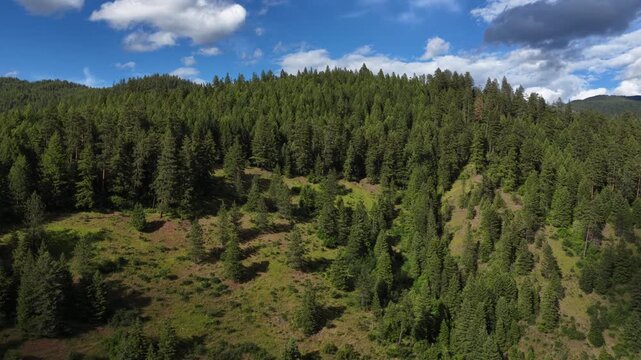 Aerial of dense forest and meadow in Shoshone County Idaho showing evergreen trees and green grasses under a blue sky with scattered clouds in spring
