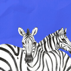 Obraz premium Zebras background, blue design, animal illustration